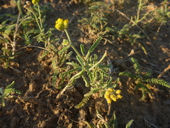 Achillea micrantha
