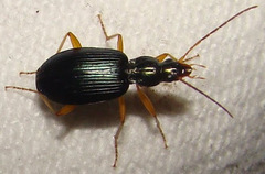 Agonum extensicolle