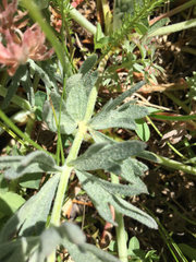 Potentilla breweri