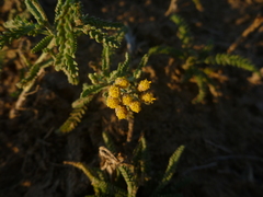Achillea micrantha