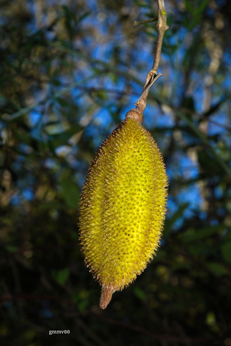 Amphilophium crucigerum (L.) L.G.Lohmann
