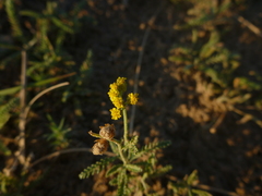 Achillea micrantha