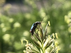 Clanoptilus geniculatus