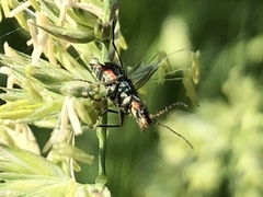 Clanoptilus geniculatus