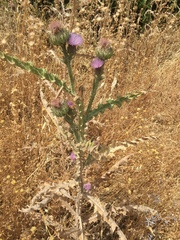 Onopordum cynarocephalum