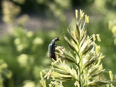 Clanoptilus geniculatus