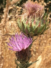 Onopordum cynarocephalum