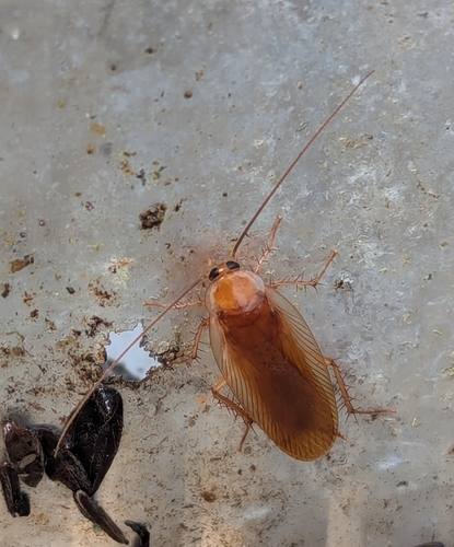 Broad Wood Cockroach photo 4