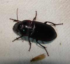 Harpalus caliginosus