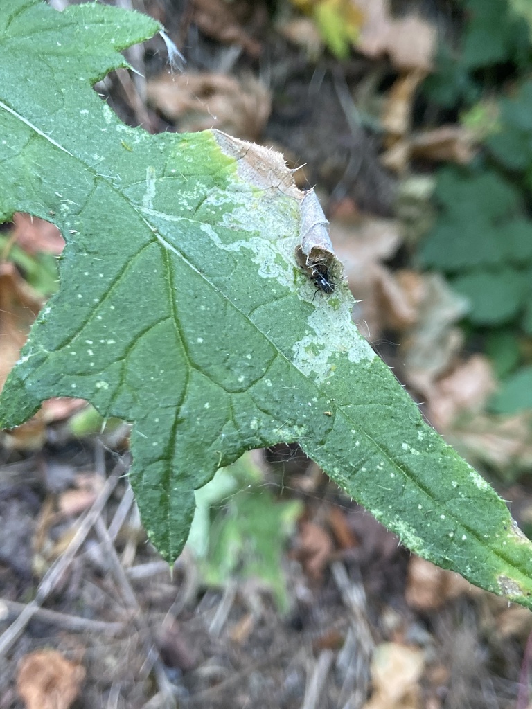 Winged and Once-winged Insects from Ridgefield, WA, US on July 21, 2024 ...