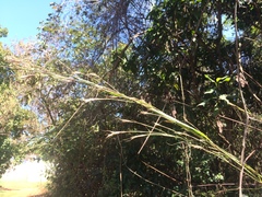 Andropogon gayanus