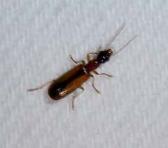 Leptotrachelus dorsalis
