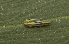 Zygina evansi
