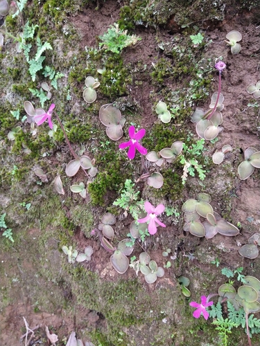 Pinguicula oblongiloba