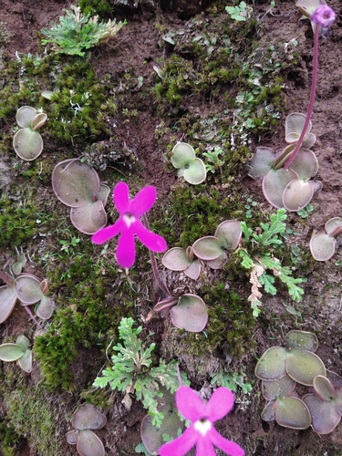 Pinguicula oblongiloba