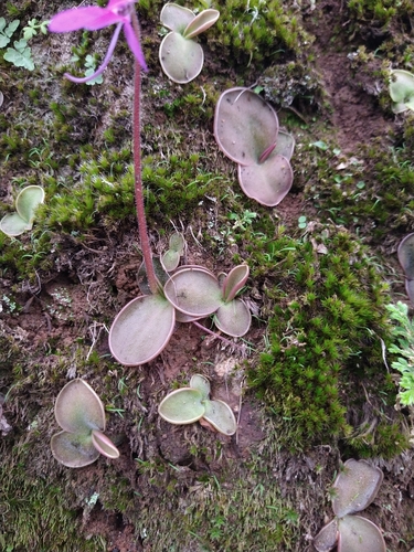 Pinguicula oblongiloba