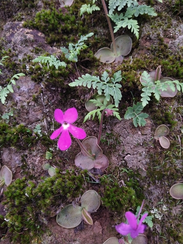 Pinguicula oblongiloba