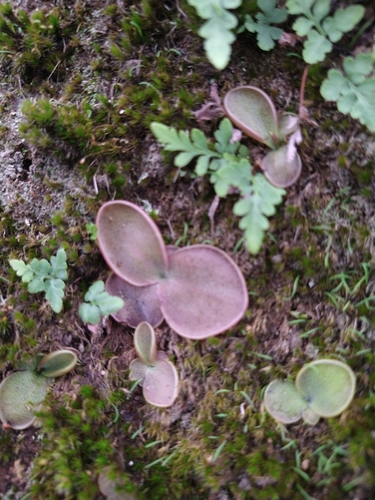 Pinguicula oblongiloba
