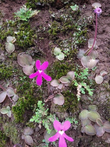 Pinguicula oblongiloba