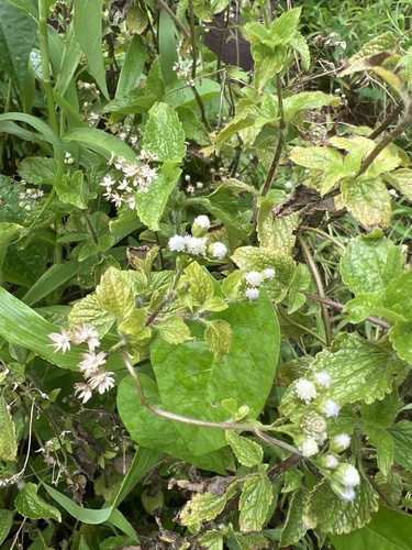 Ageratum conyzoides observed 2024-07-22