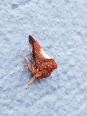 Telamona monticola