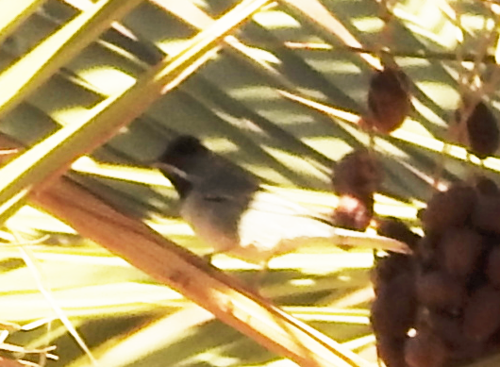 Fauvette de Rüppell (Curruca ruppeli)