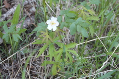 Anemonastrum dichotomum