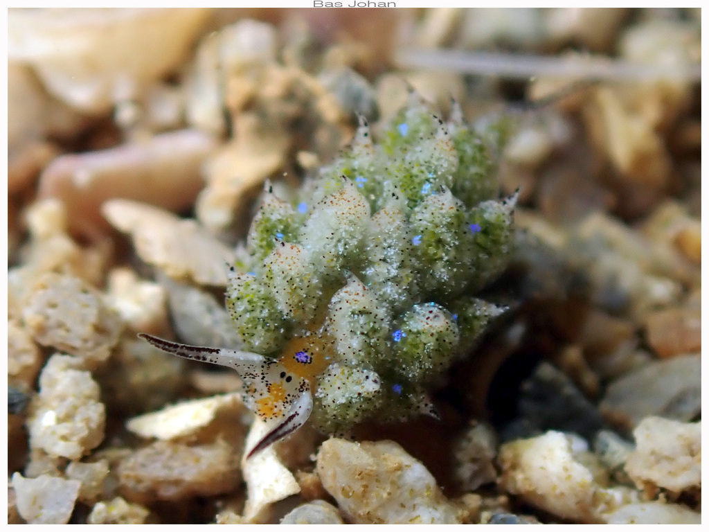 Costasiella