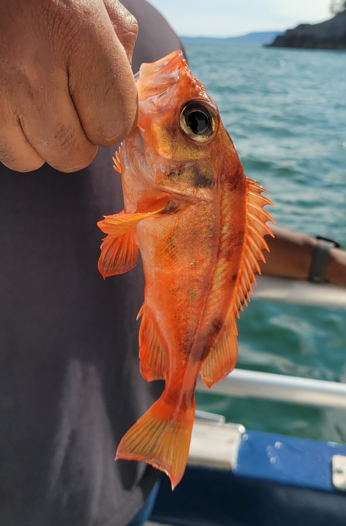 Redfish