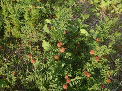 Glycyrrhiza echinata