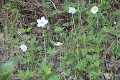 Anemonastrum dichotomum