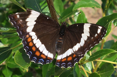 Limenitis arthemis rubrofasciata