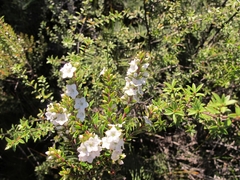 Epacris pauciflora