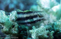 Petroscirtes breviceps
