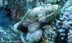 Scorpaenopsis macrochir