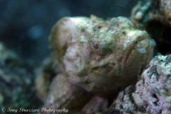 Scorpaenopsis macrochir