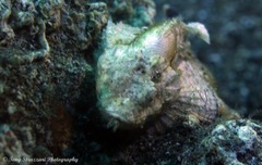 Scorpaenopsis macrochir