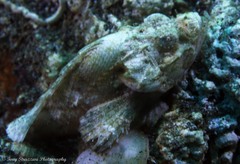 Scorpaenopsis macrochir