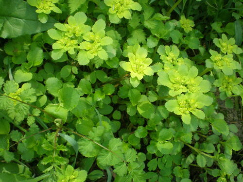 Chrysosplenium pseudofauriei iNat (1)