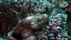 Scorpaenopsis macrochir