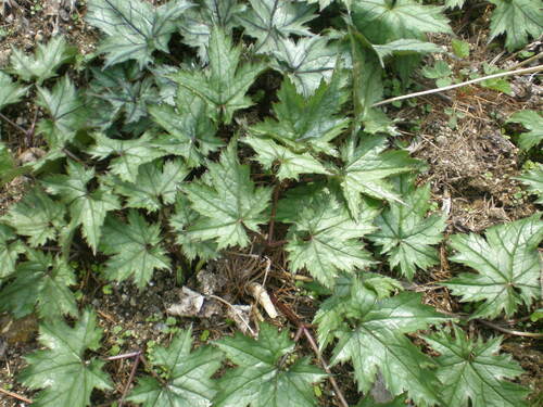 Cimicifuga japonica iNat (1)