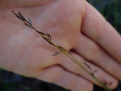 Netrostylis capillaris