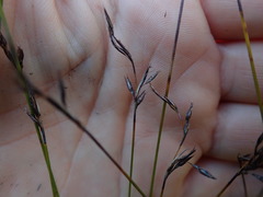 Netrostylis capillaris