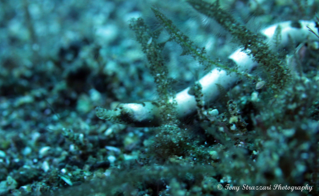 Roughridge Pipefish