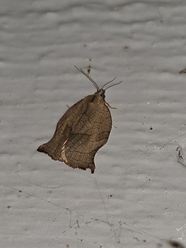 Omnivorous Archips photo 5