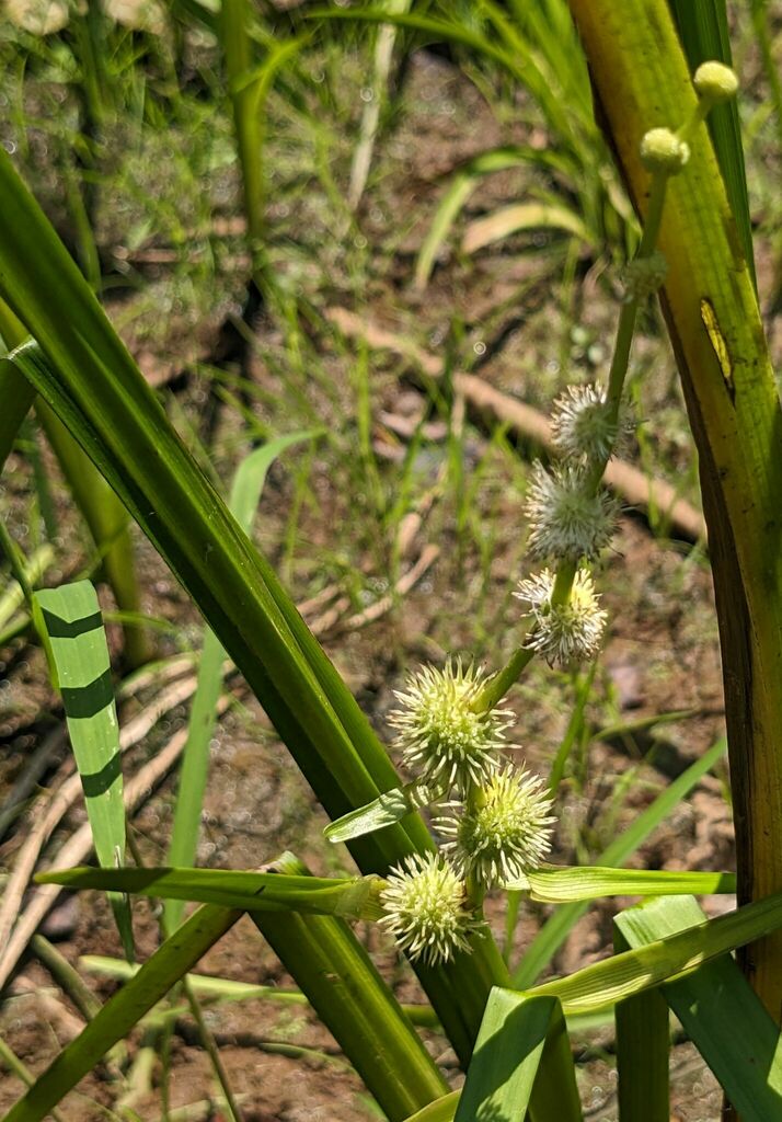 American bur-reed from Prince George's County, MD, USA on July 19, 2024 ...