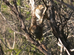 Poodytes punctatus punctatus