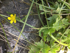 Ranunculus orthorhynchus