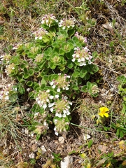 Teucrium pyrenaicum