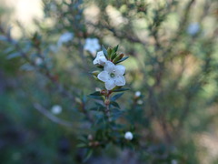 Epacris pauciflora